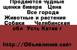 Продаются чудные щенки бивера › Цена ­ 25 000 - Все города Животные и растения » Собаки   . Челябинская обл.,Усть-Катав г.